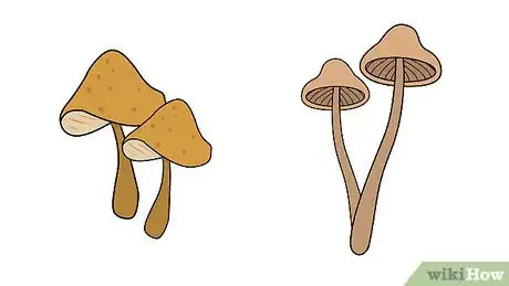 Image titled Grow Mushrooms Step 11