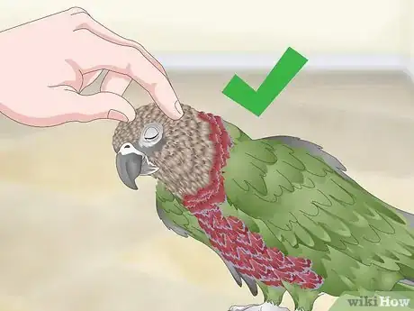 Image titled Handle an Aggressive Hawk Headed Parrot Step 10