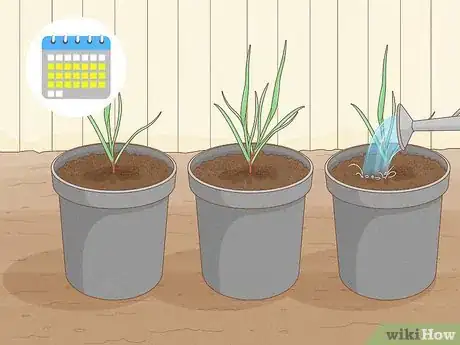 Image titled Grow Sweetgrass Step 7