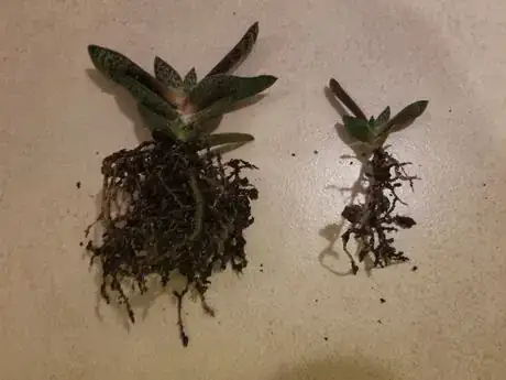 Image titled Identifypups