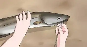 Catch Eels