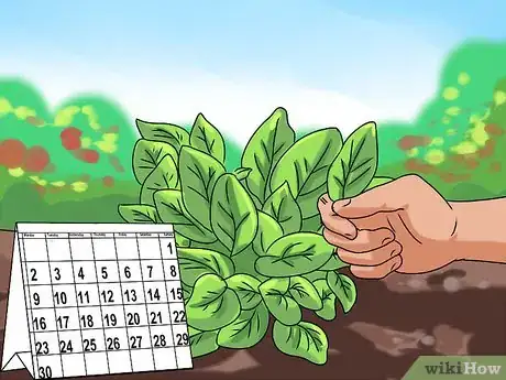 Image titled Grow Sorrel Step 12