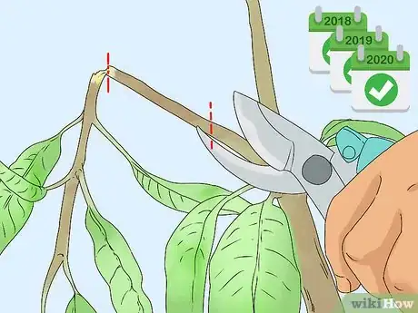 Image titled Prune a Mango Tree Step 10