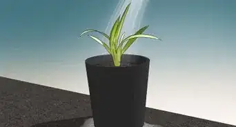 Prune a Spider Plant