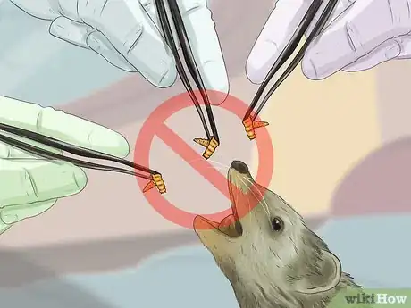 Image titled Tame a Hedgehog Step 7