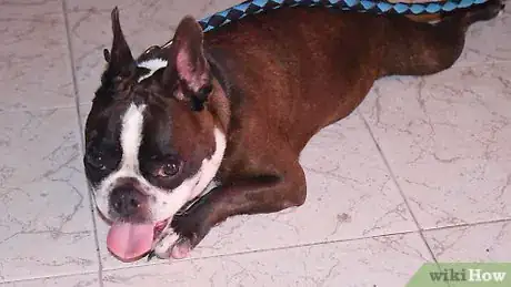 Image titled Treat a New Dog Step 13