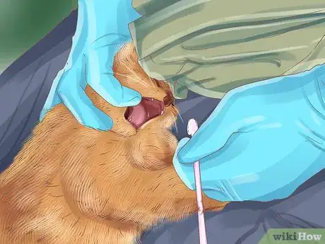 Image titled Collect Bodily Fluid Samples from a Cat Step 15