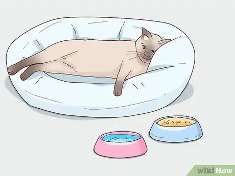 Image titled Handle Degenerative Joint Disease in Cats Step 6