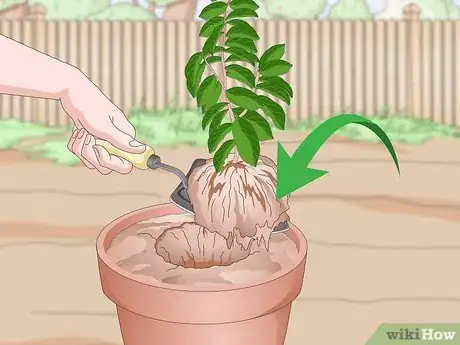 Image titled Plant Guanabana Seeds Step 15