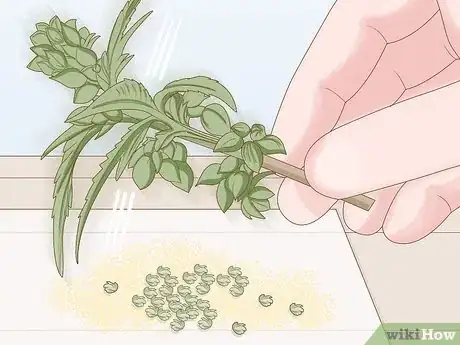 Image titled Store Pollen Step 9