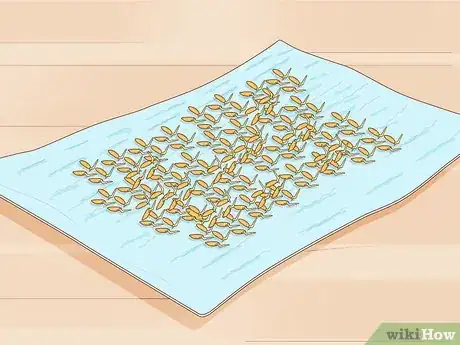 Image titled Plant Rice Indoors Step 3