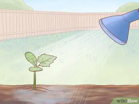 Image titled Grow Cucumbers Step 15