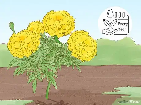 Image titled Deadhead Marigolds Step 10