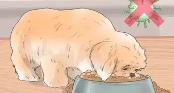 Treat Canine Periodontal Disease