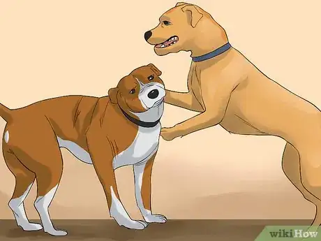 Image titled Care for an American Pit Bull Terrier Step 5