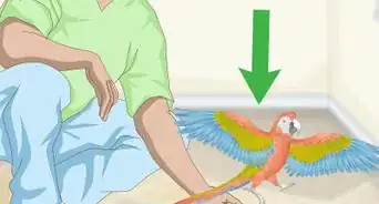 Treat and Prevent Macaw Bites