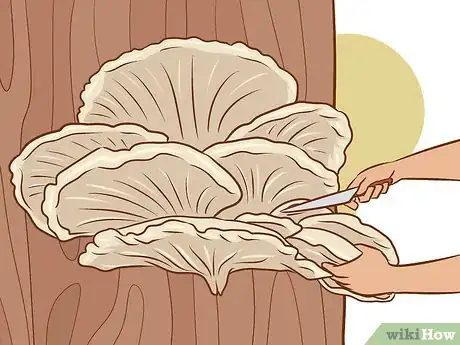 Image titled Grow Edible Mushrooms Step 17
