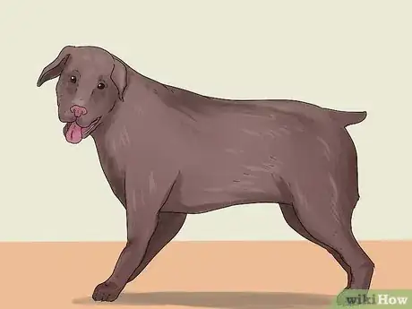 Image titled Diagnose and Treat Dog Diarrhea Step 1