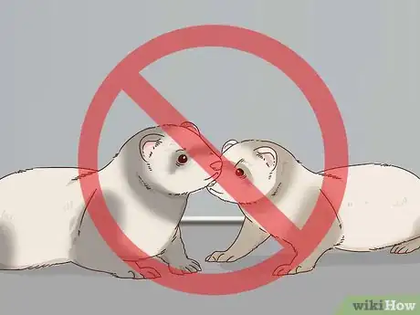 Image titled Diagnose and Treat Epizootic Catarrhal Enteritis in Ferrets Step 10
