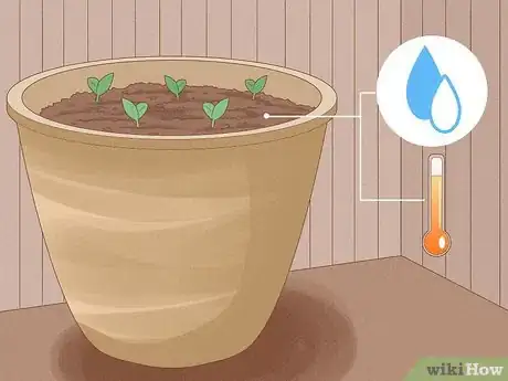 Image titled Grow Garcinia Cambogia Fruit Step 4