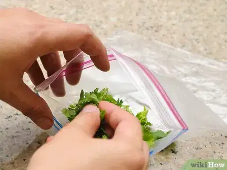 Image titled Freeze Cilantro Step 8
