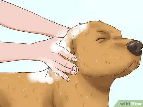 Image titled Choose Between Oral and Topical Flea Preventatives Step 13