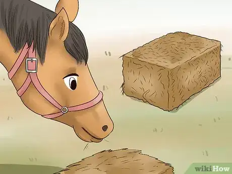 Image titled Care for a Gaited Horse Step 11