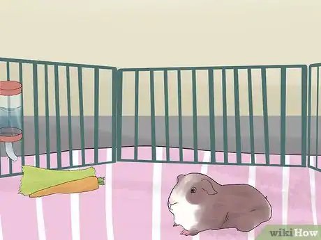 Image titled Introduce Your Guinea Pig to Floor Time Step 12