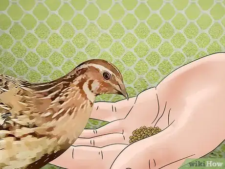 Image titled Care for an Asian Common Quail Step 14