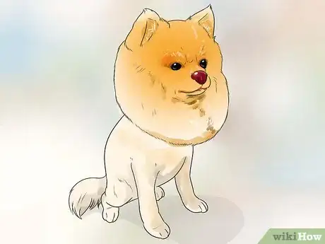 Image titled Groom a Pomeranian Step 14