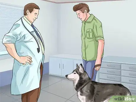 Image titled Treat Autoimmune Disorders in Siberian Huskies Step 4