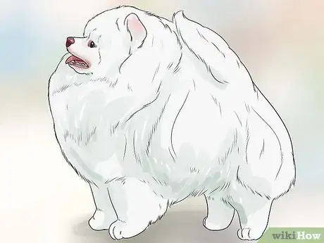 Image titled Groom a Pomeranian Step 17