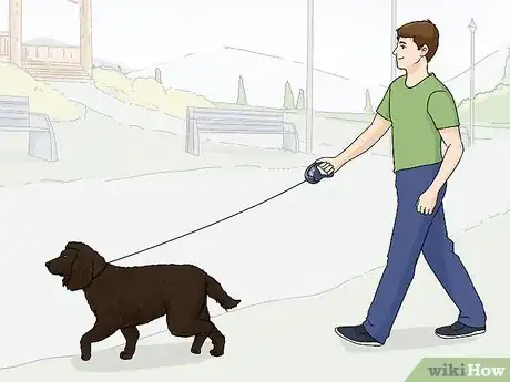 Image titled Identify an American Water Spaniel Step 10