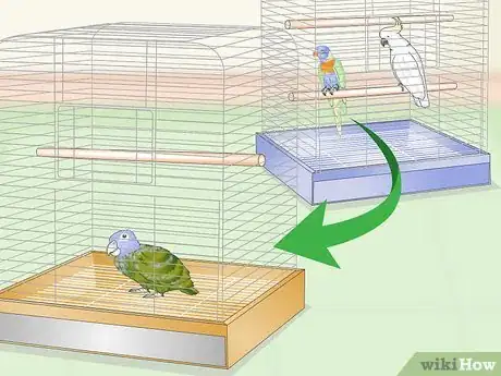 Image titled Bond with a Pionus Parrot Step 4