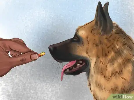 Image titled Treat Pancreatic Enzyme Deficiencies in German Shepherds Step 8