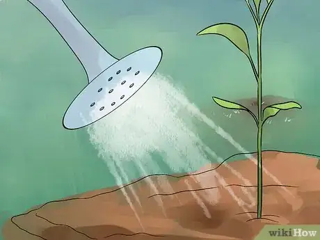 Image titled Grow an Apple Tree Step 12