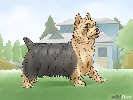 Image titled Identify a Silky Terrier Step 16