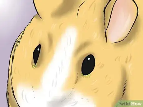 Image titled Buy a Healthy Guinea Pig Step 3