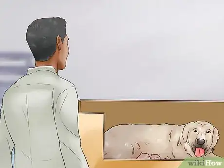 Image titled Know if Your Dog Is Healthy Enough to Breed Step 9