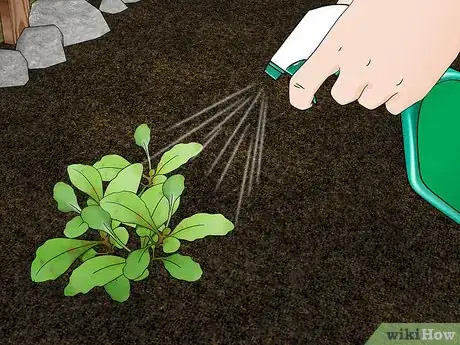 Image titled Grow African Daisy (Arctotis) Step 12