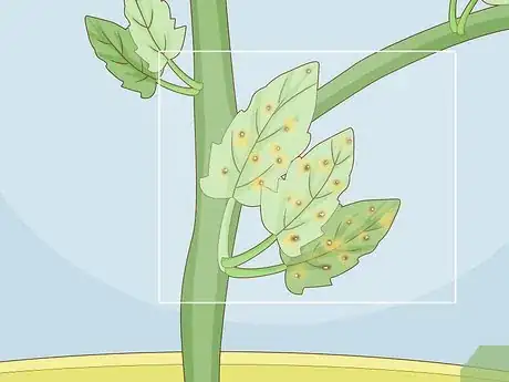 Image titled Identify Tomato Plant Diseases Step 4