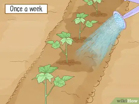 Image titled Plant Cotton Seeds Step 11