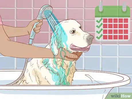 Image titled Treat Skin Allergies in Golden Retrievers Step 5