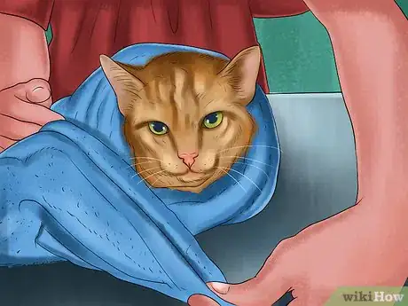 Image titled Apply Topical Medication to a Cat Step 4