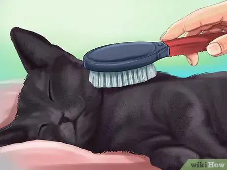 Image titled Care for a Korat Step 1