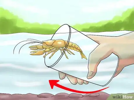 Image titled Catch a Crayfish Step 2