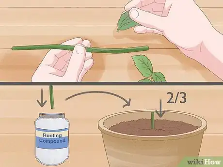 Image titled Breed Purple Roses Step 4