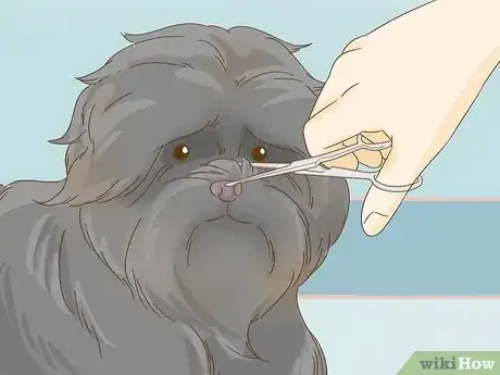 Image titled Groom an Affenpinscher Step 11