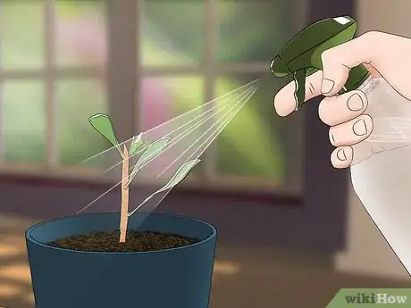 Image titled Grow Protea Step 18