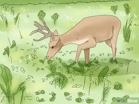 Image titled Feed Deer Step 1